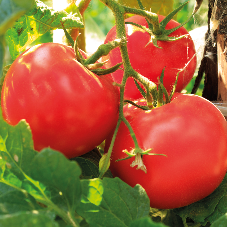 Pomodoro da Industria: Foggia la Regina italiana